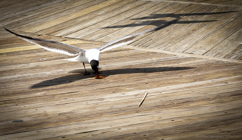 Lines & Shadows: Jersey Shore Seagulls