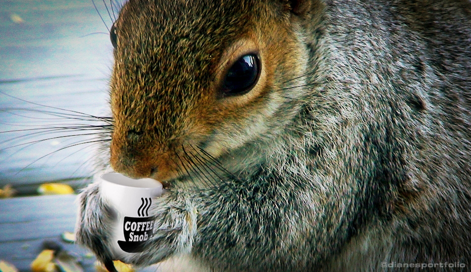 Squirrel Facts Coffee Snob