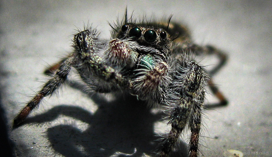 Delaware Jumping Spider Friendly