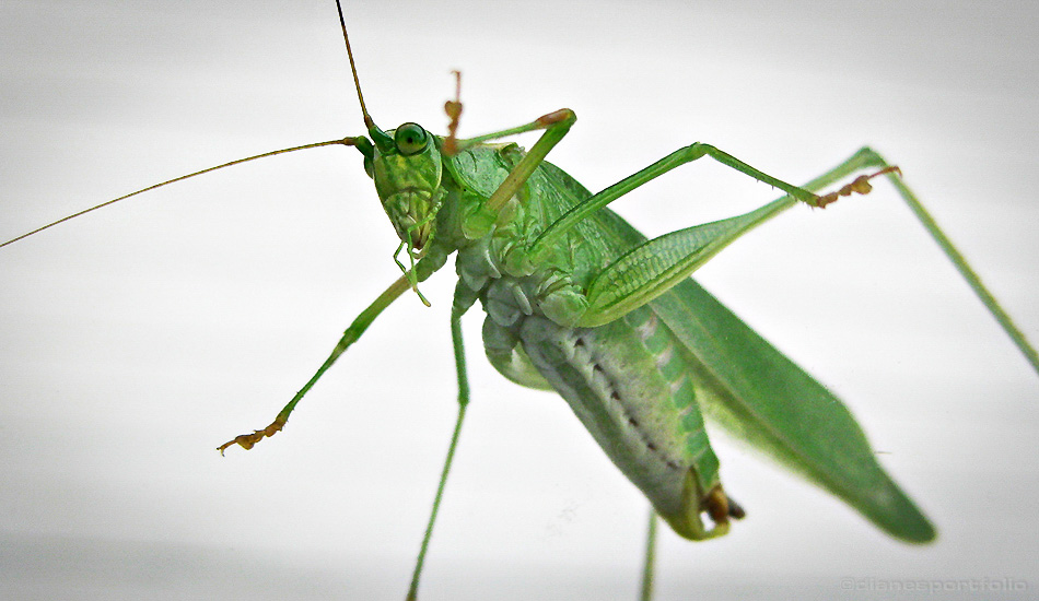 Grasshopper Caelifera