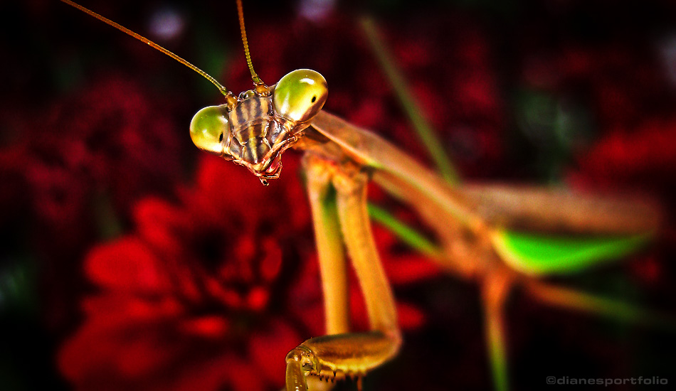 Praying Mantis Face