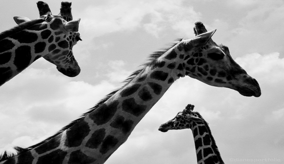 Philadelphia Zoo Giraffes