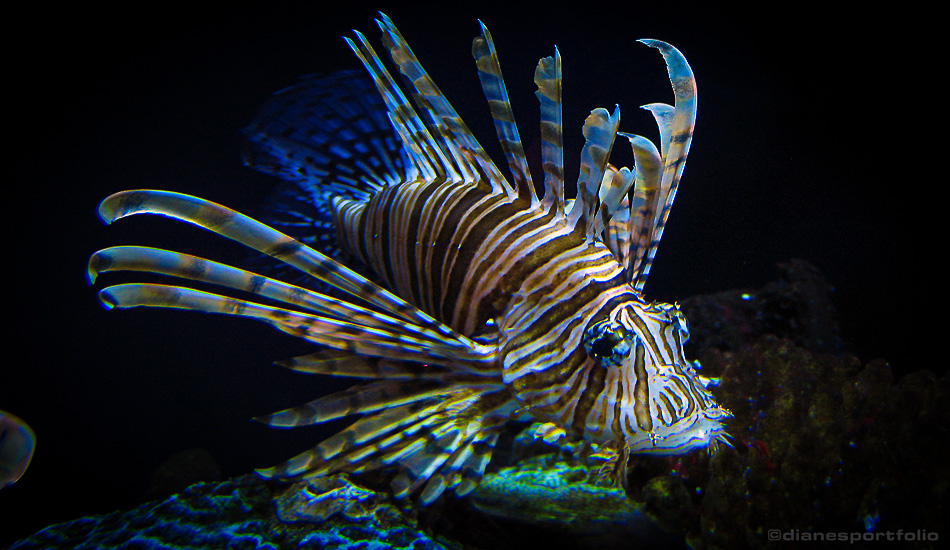 AQdventure Aquarium Lionfish
