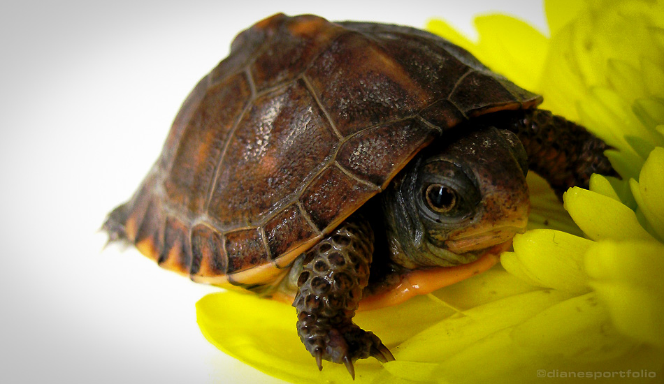 Delaware Box Turtle