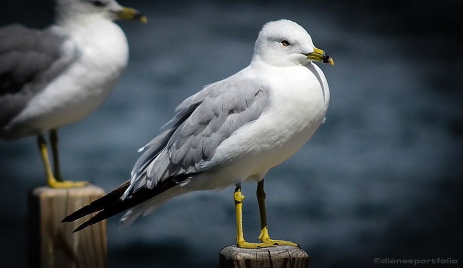 lake-george-seagulls